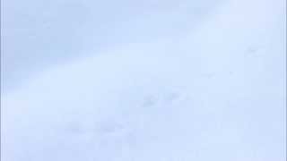 夜更けにベルを押す時は / 鈴木茂