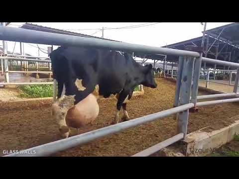 , title : 'Günlük veren inek tahiini kaç kilo süt verir?Günlük ortalama 85 litre süt veren inek.'
