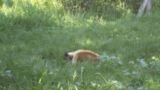Редкий сумашедший бой котов