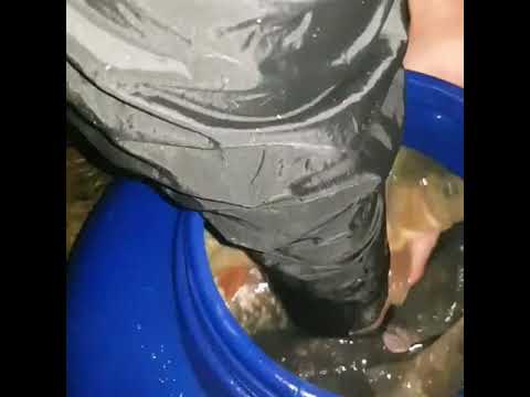 POPULARE  NOU ROMAN CRAP ROMANESC