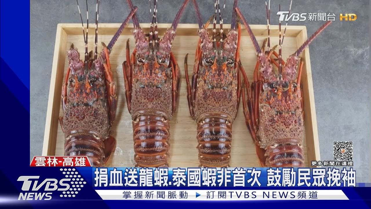 相揪捐血救人!龍蝦免費送冷凍巴掌大 限量200隻