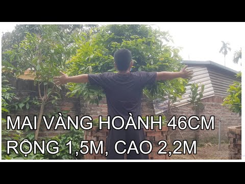 🔴 QBS2130 - Chuyên cung cấp mai vàng cho biệt thự - Cây mai tàn thành phẩm hoành 46cm cho biệt thự