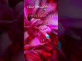 Good Morning Wishes 38 Shorts Ai Goodmorning Reels Whatsappstatus Love Flowers New Trending
