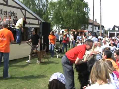 Bunte Hunde eV auf dem Stadtfest in Oberbasbach