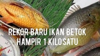 Download lagu 20 NEW RECORDS FOR THE LARGEST BETOK FISH, ALMOST 1 KILO mp3 Download lagu 20 NEW RECORDS FOR THE LARGEST BETOK FISH, ALMOST 1 KILO mp3