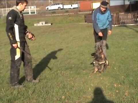 Mavrik z údolí Úpy (Vegas von der Burg Hinte x Chalsea z údolí Úpy) - obrana 11měsíců