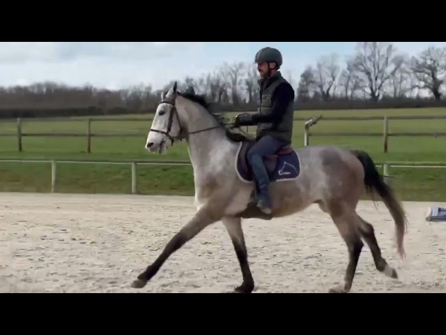 Caballo castrado Silla Franc&eacute;s En venta 2022 Tordo por MASTER VAN DE HELLE