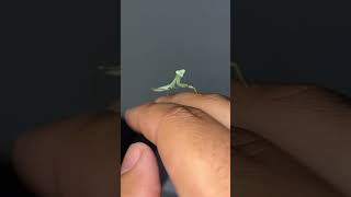 My Baby Praying Mantis HATCHED! *Asian Mantid Nymph* #shorts