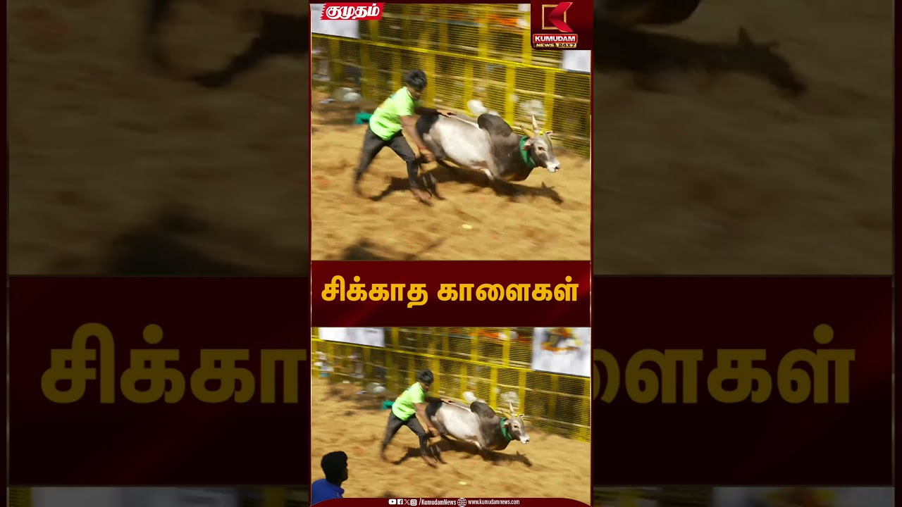 சிக்காத காளைகள் | Avaniyapuram Jallikattu | Pongal 2026 | Kumudam News