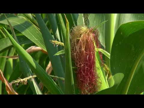 Zlatna pravila plodoreda