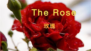 the rose ( with lyrics )玫瑰  ( 中文歌詞 )  / Westlife 西城男孩