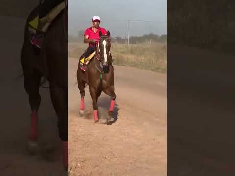 Don Ramón Pampa del Infierno , Chaco  @veterinariogonzalorey