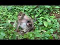 Wow So Cute Baby Mommy Monkey Protect Her Baby 360P