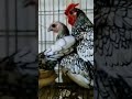 Sebright Chicken Golden Silver Check European Sebrightchicken Chickenlovers Viral Shortsvideo