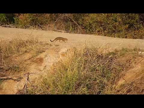 Djuma: Slender Mongoose - 16:25 - 09/23/20
