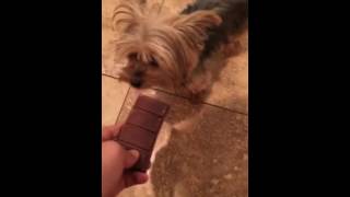 Feeding my dog chocolate
