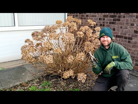 HOW and WHEN to Prune a Hydrangea?