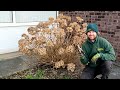 How and When to Prune a Hydrangea