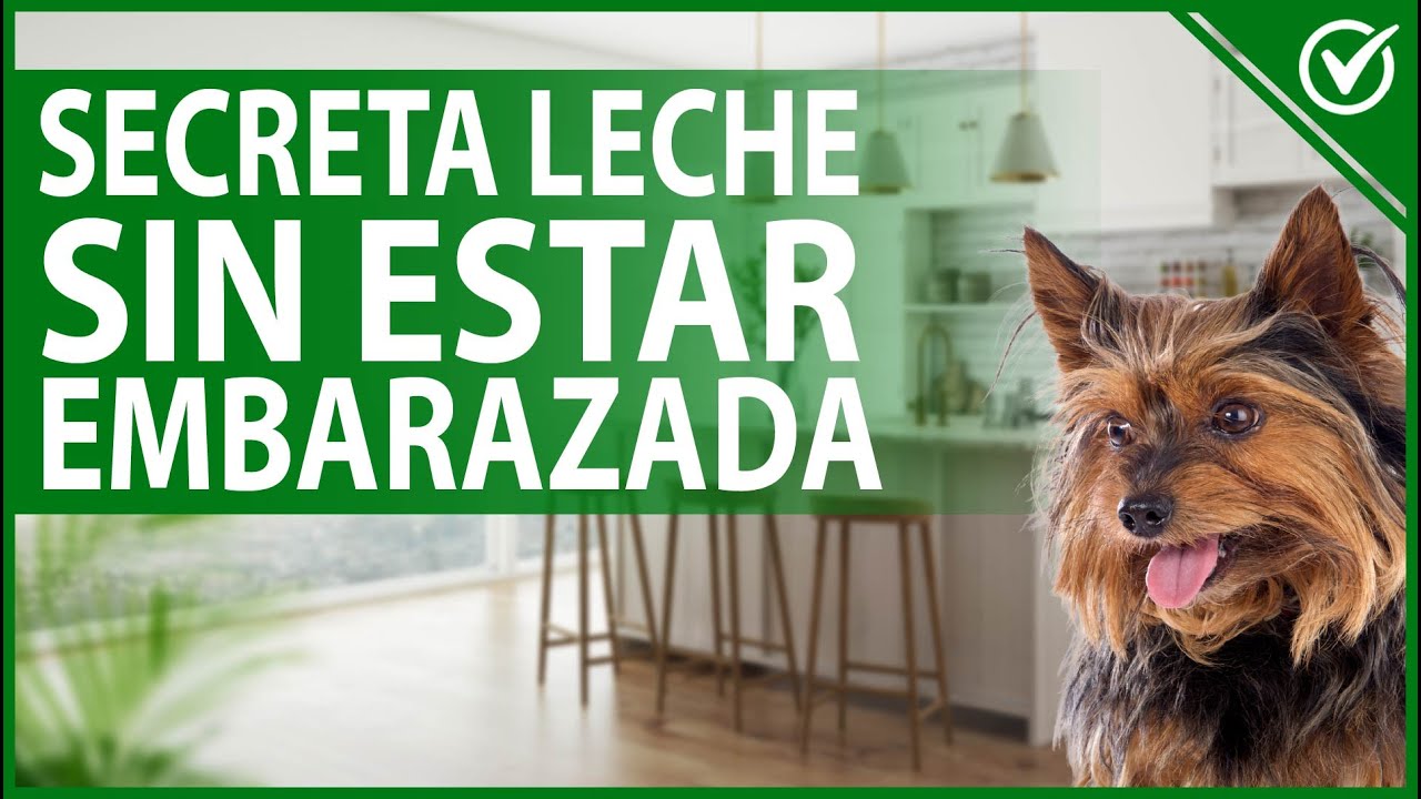 🐩 Mi Perra Secreta Leche y No Está Embarazada ¿Qué Es Lo Que Le Pasa - Guía 🍼🐩