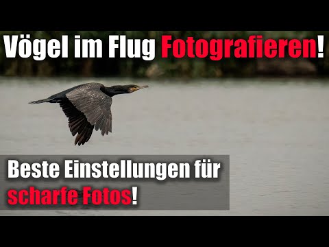 Photographing birds in flight 📷 correct camera settings Lens settings for sharp photos!