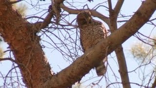 Sleepy Hawk