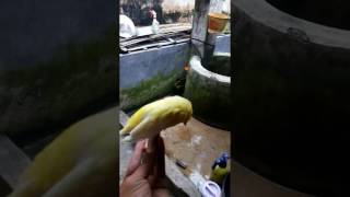 Download lagu cannary ys full isian kicau mania kenari ys (yokser) isian seribu burung mp3