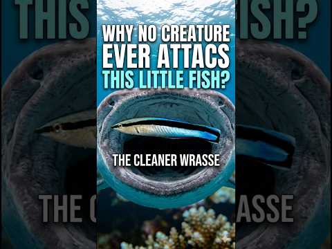 Why no creature ever attack this little fish? By VMC Medical