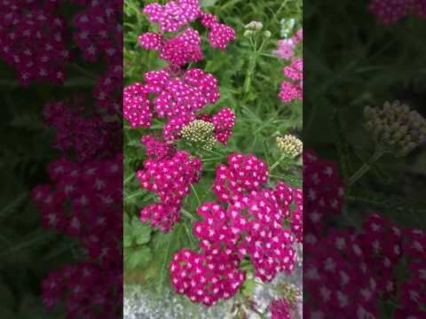 ノコギリソウ「コロネーション ゴールド」 植物