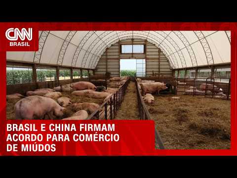Brasil e China assinam protocolo para exportação de miúdos de porco | CNN AGRO NEWS