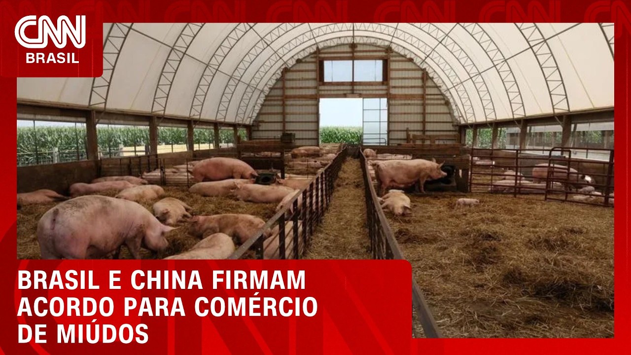 Brasil e China assinam protocolo para exportação de miúdos de porco | CNN AGRO NEWS