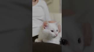 ねこ ネコ 猫 Cat 3 #Shorts