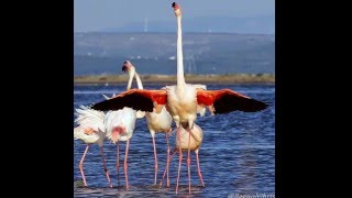 preview picture of video 'UN FLAMANT GEANT A PORT SAINT LOUIS DU RHÔNE'