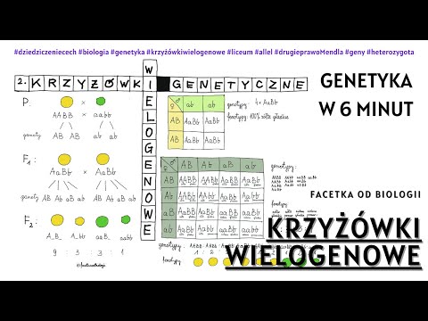 Krzyżówki genetyczne dwugenowe | Lekcje Biologii Online | Liceum | Genetyka | Korki biologia | Geny