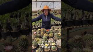 CACTOS: FLORES DO DIA NA BANCADA