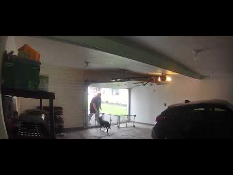 Man Falls Face First After Bumping Into Dog Barrier - 1429270