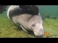Nature Manatees In Blue Spring State Park