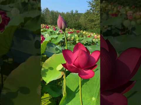A very graceful unfolding of lotus petals. 😍|#lotusflower #love #beautiful #trending