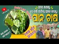 Betel Leaf Farming ପାନ ଚାଷ Pana Chasa Pana Chasa Kemiti Kariba Efarmingodisha Lifelivetv