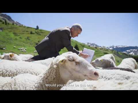 Herr Wehrli räumt die Schafherde auf