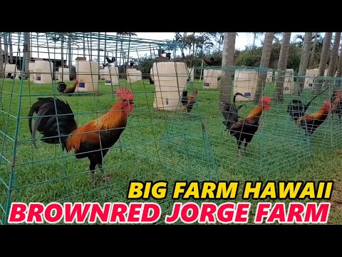 Brownred Sweater Albany Jorge Farm - Beautiful Birds Farm Visit Hawaii