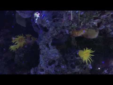 How To Feed Sun Corals in a Nano Tank