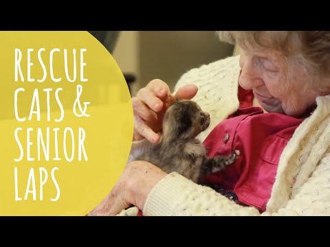 Senior Citizens Fostering Rescue Kittens Is The Sweetest Thing You'll See All Day