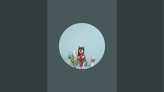 久しぶりのお散歩配信です！#柴犬 #犬のいる暮らし #犬のいる生活 #犬動画 #shibainu #shorts