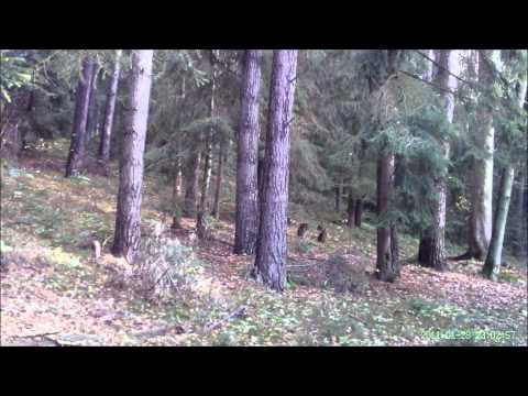 Drei Tage Drückjagd in Mecklenburg-Vorpommern