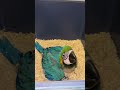 Hungry Macaw Handfeeding Syringe Handfeedingchicks Birds Macaw Pets
