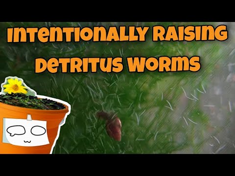 Culturing Detritus Worms In A Nanotank