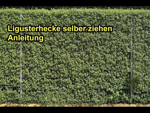 Grow your own privet hedge – Propagate privet from cuttings & plant - Instructions