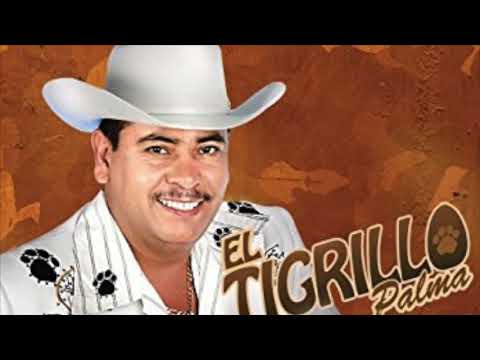 Tigrillo  Palma Mix Alterado 1