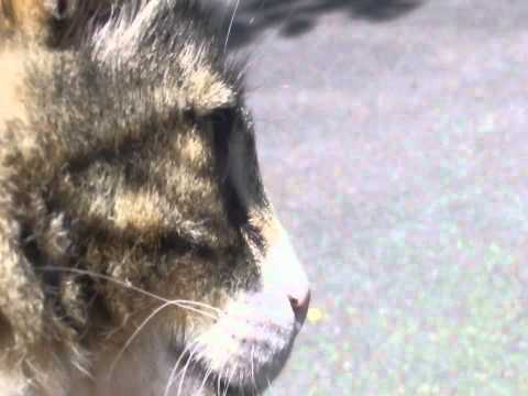 Hors compétition - Bubble Le Chat: Ride Session - Skate