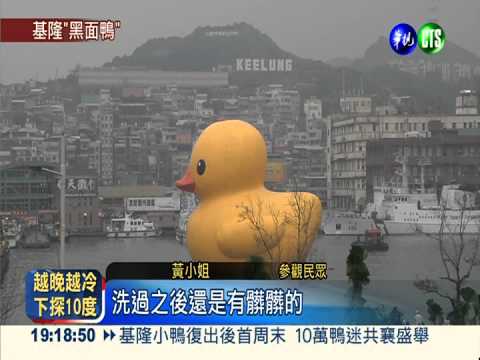 刀疤鴨"傷癒"復出 依舊髒兮兮!